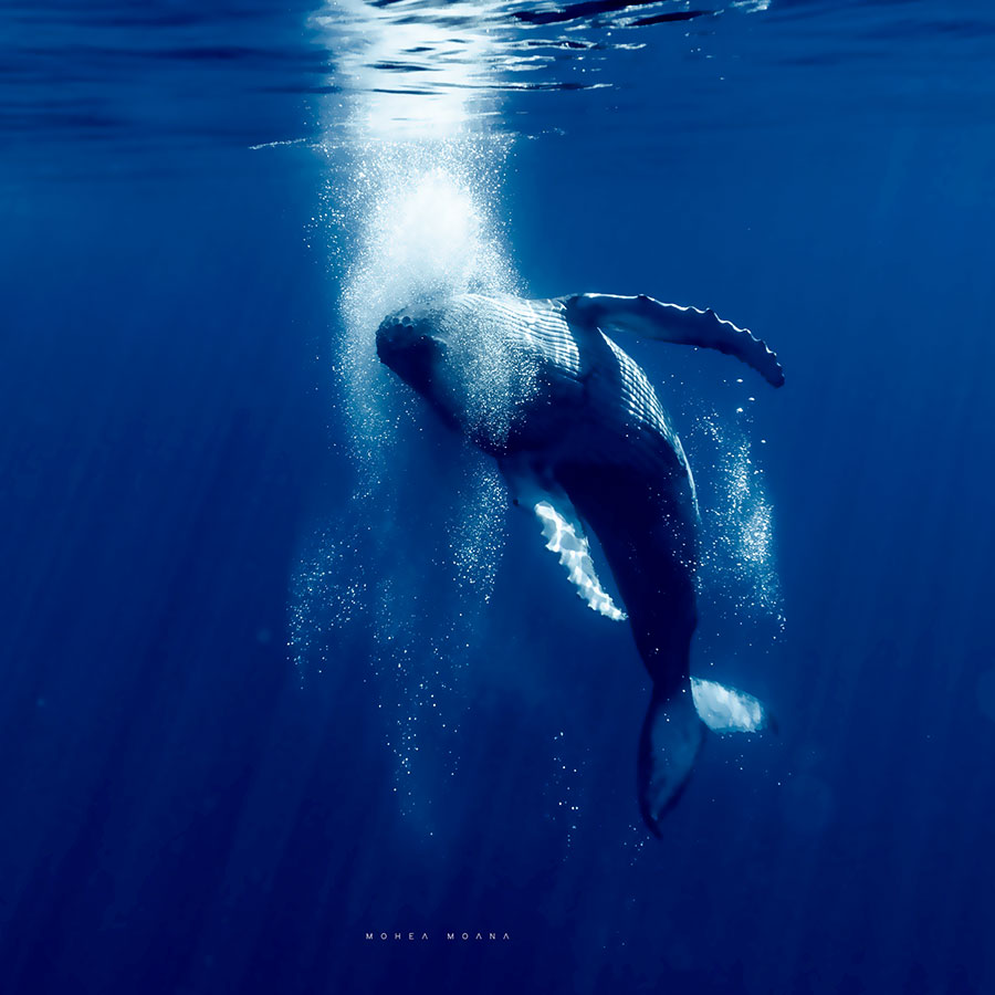 Baleine dans les bulles Baleine dans les bulles