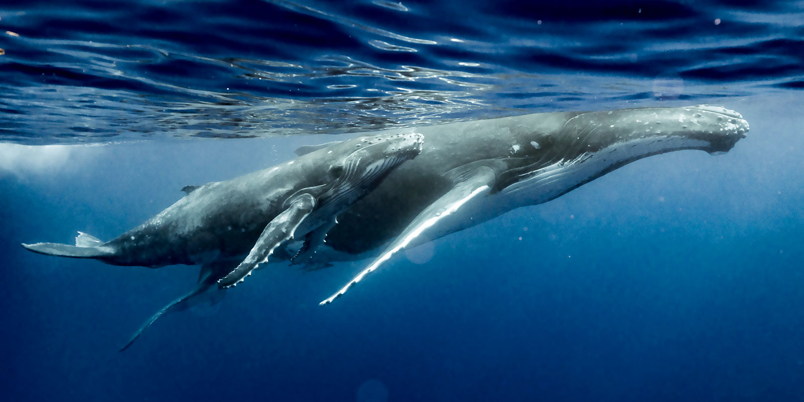 La baleine à bosses et son petit La baleine à bosses et son petit