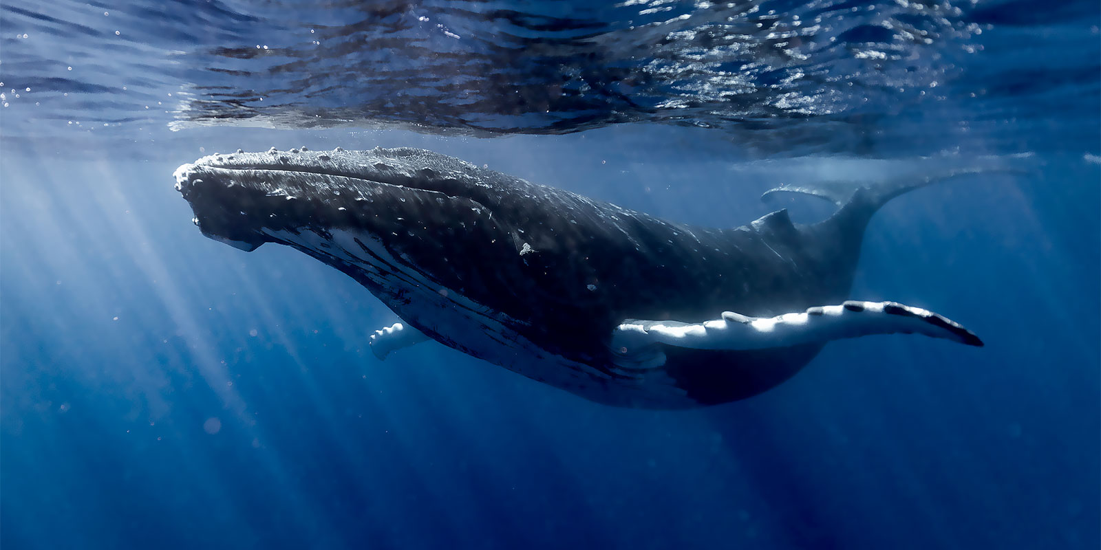 La baleine à bosses à Moorea La baleine à bosses à Moorea