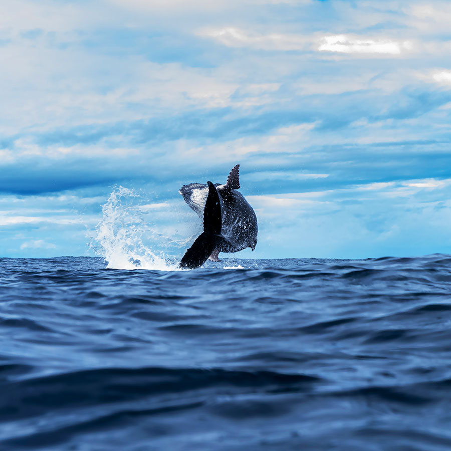 Saut de baleine Saut de baleine