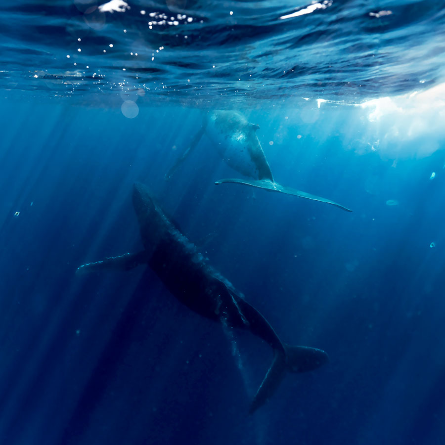 Deux baleines à Moorea Deux baleines à Moorea