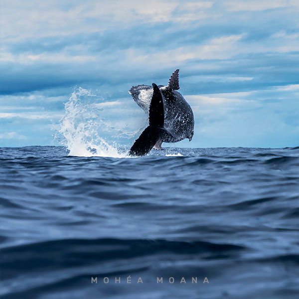 Observation des Baleines