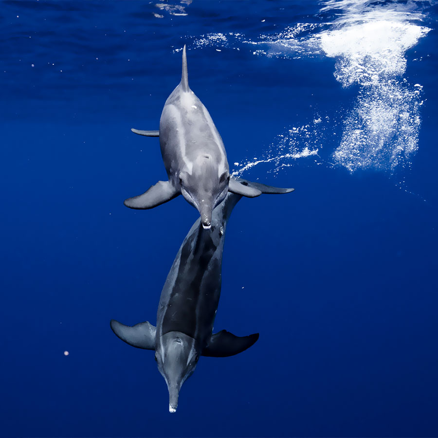 Dauphin en Polynésie Dauphin en Polynésie
