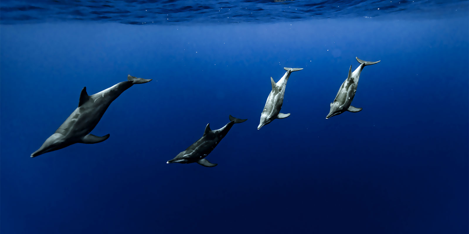 Excursion nautique à Moorea