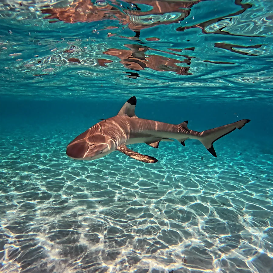 Requin pointes noires de Moorea