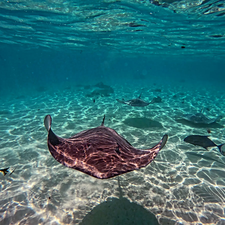 Raies du lagon de Moorea