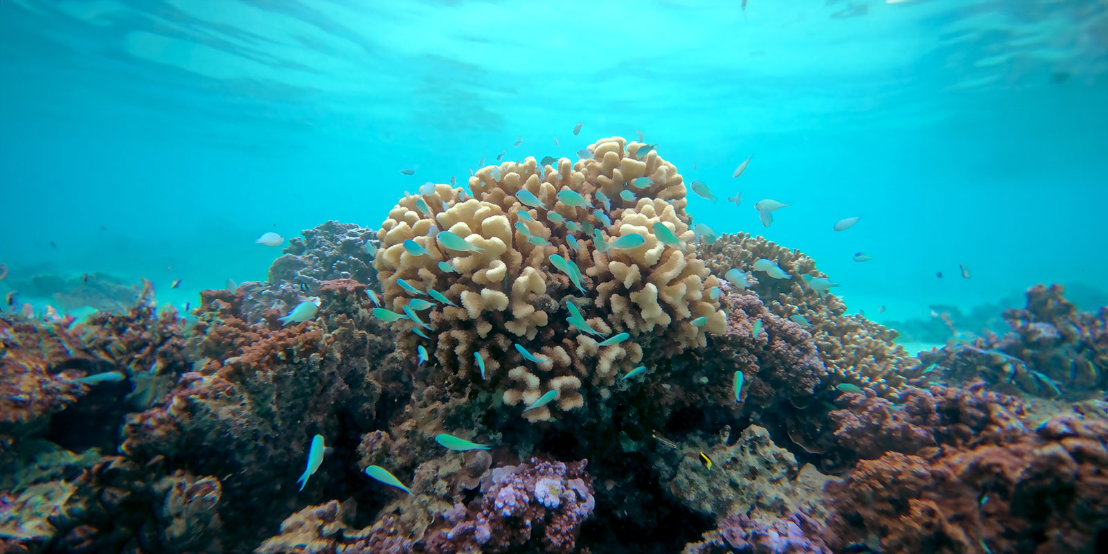 Corail et poissons juvéniles Corail et poissons juvéniles