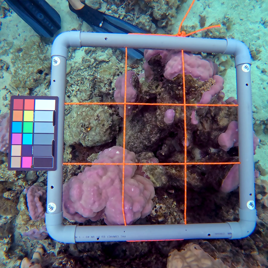 Surface et couleur des coraux Surface et couleur des coraux