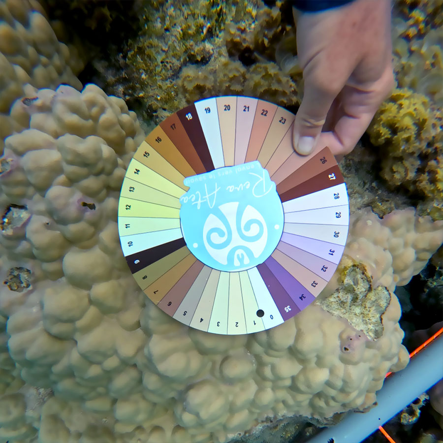 Nuancier de couleurs des coraux Nuancier de couleurs des coraux