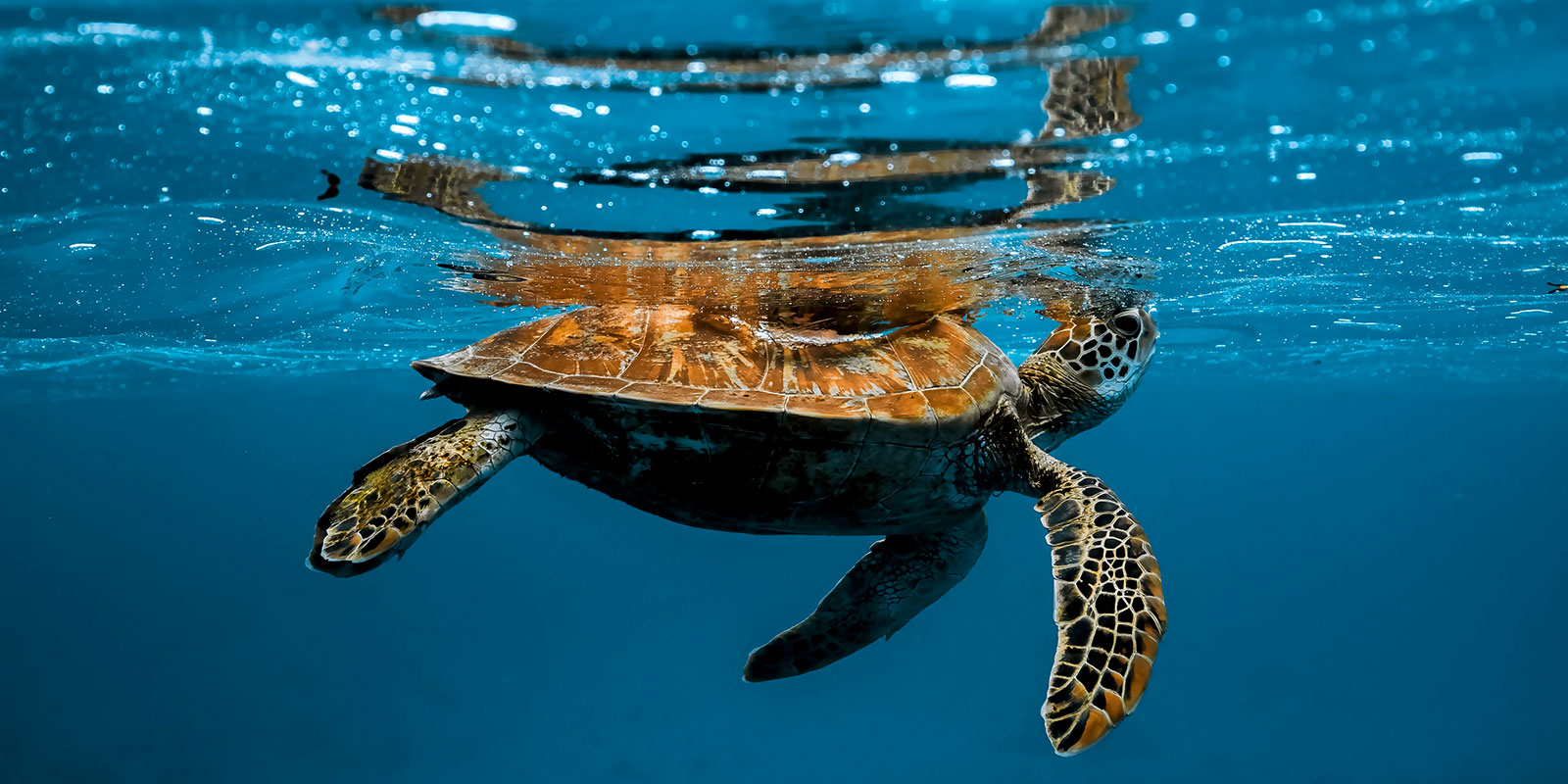 Tortue du lagon de Moorea
